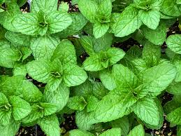Mint (Common Garden)