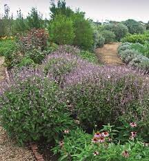 Basil (Perennial)