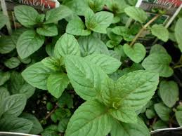 Mint (Chocolate)