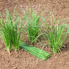 Chives (Garlic)