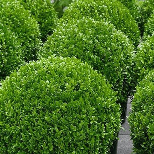 Buxus (Japanese)