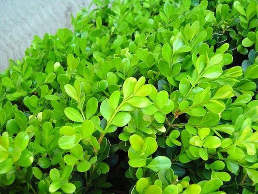 Buxus (Japanese)