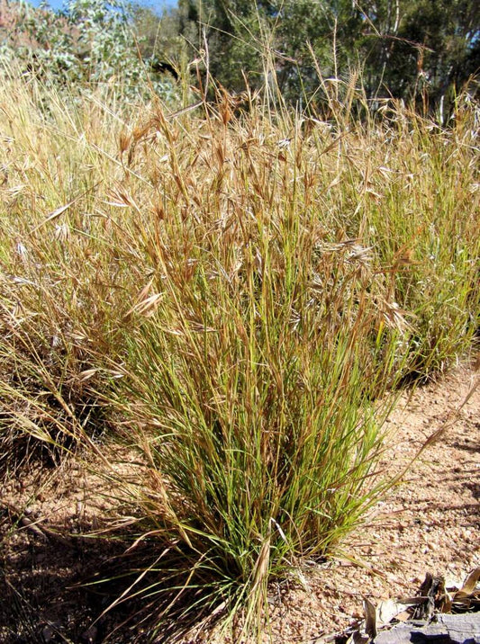 Kangaroo Grass
