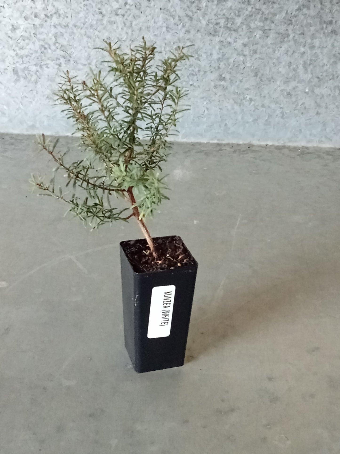 Kunzea (White)