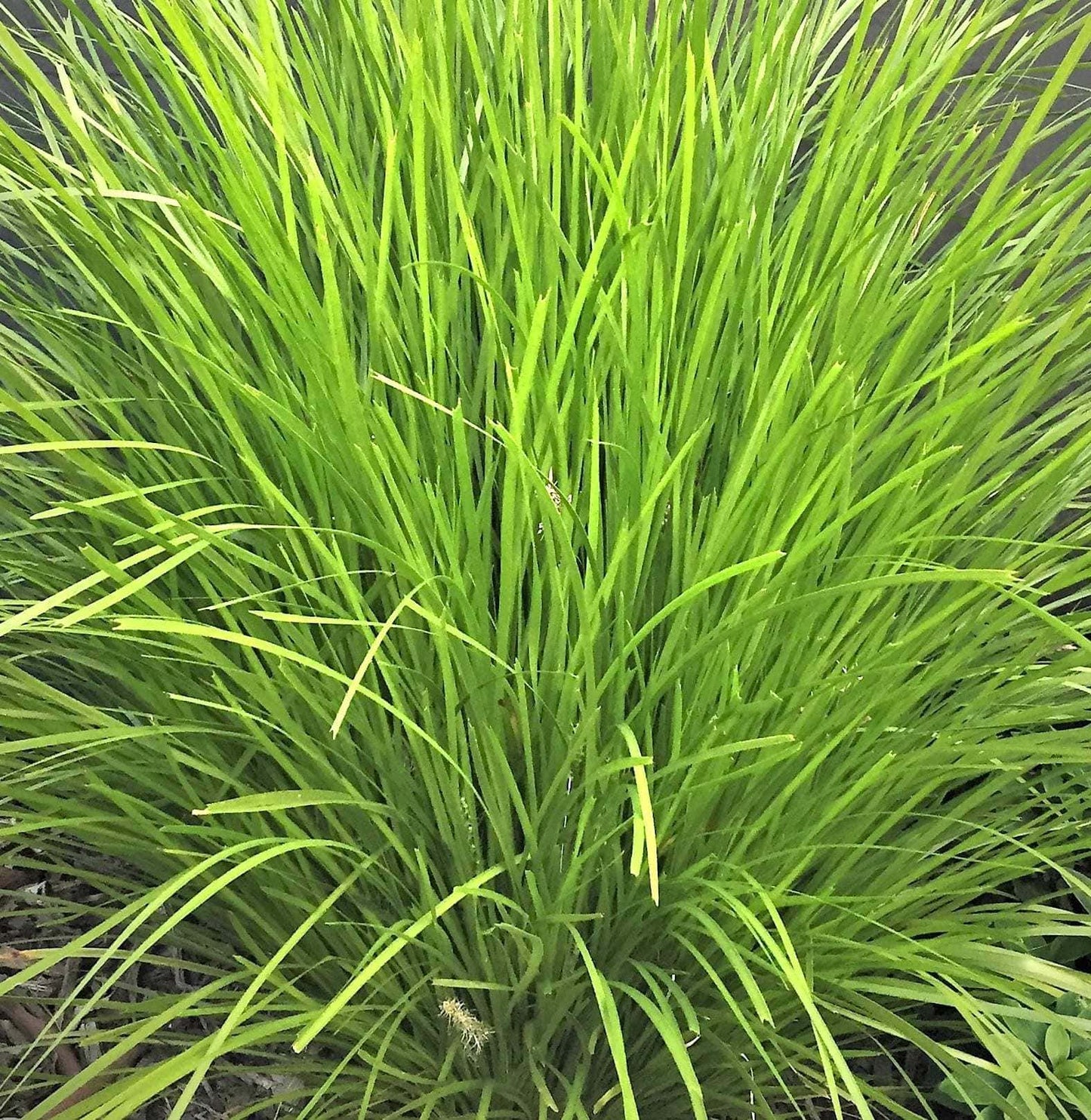 Lomandra (Lime Tuff)