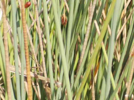 Sedge (Grey)