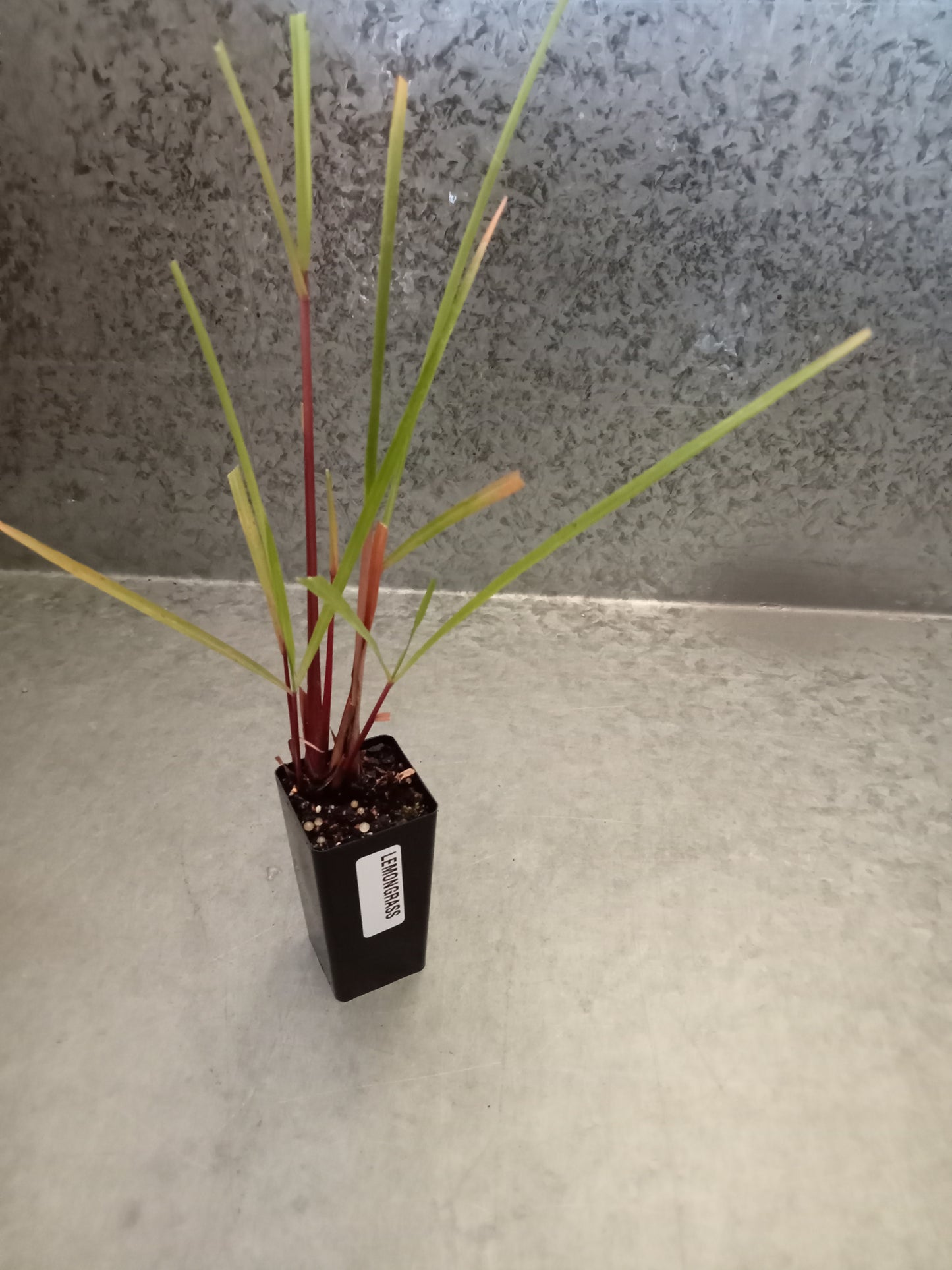 Lemon grass
