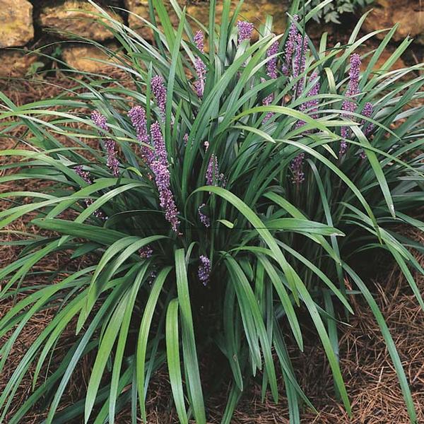 Liriope (Evergreen Giant)