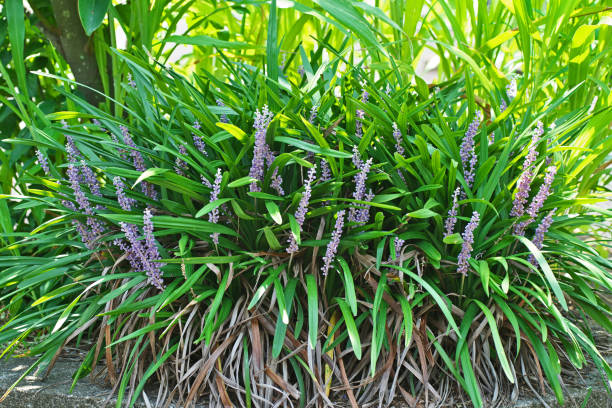 Liriope (Evergreen Giant)
