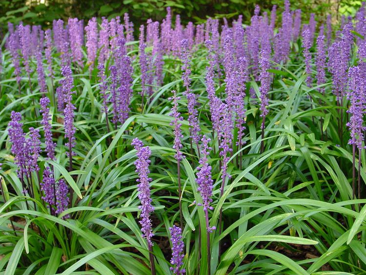 Liriope (Evergreen Giant)