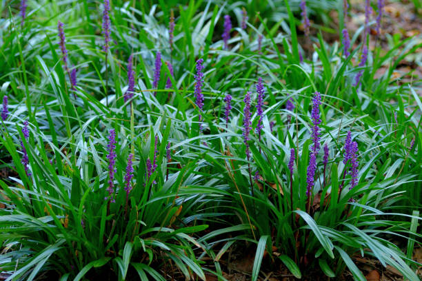 Liriope (Evergreen Giant)