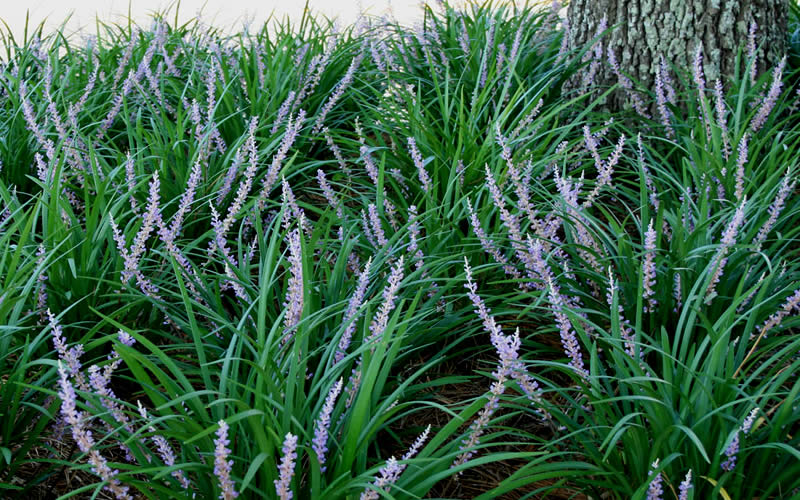 Liriope (Evergreen Giant)