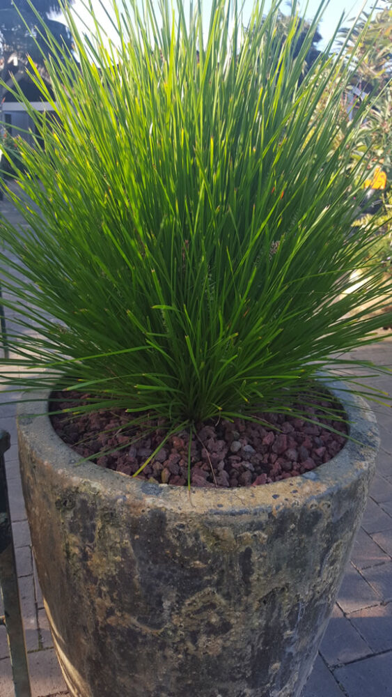 Lomandra (Lime Tuff)
