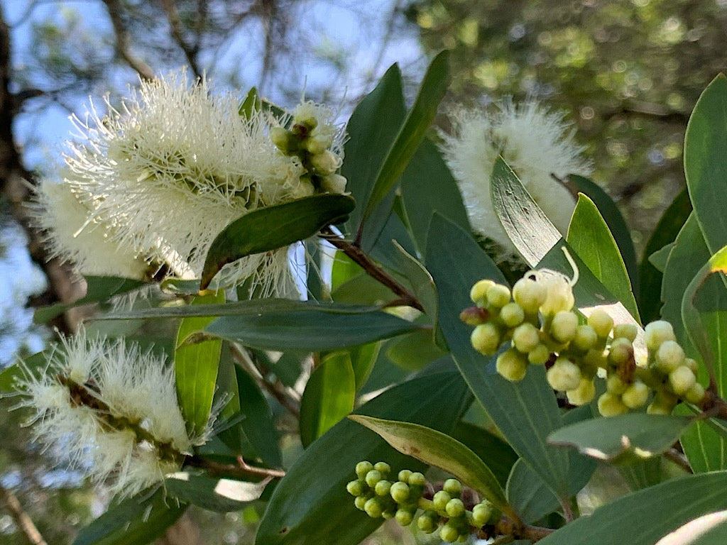 Broad leaved paperbark