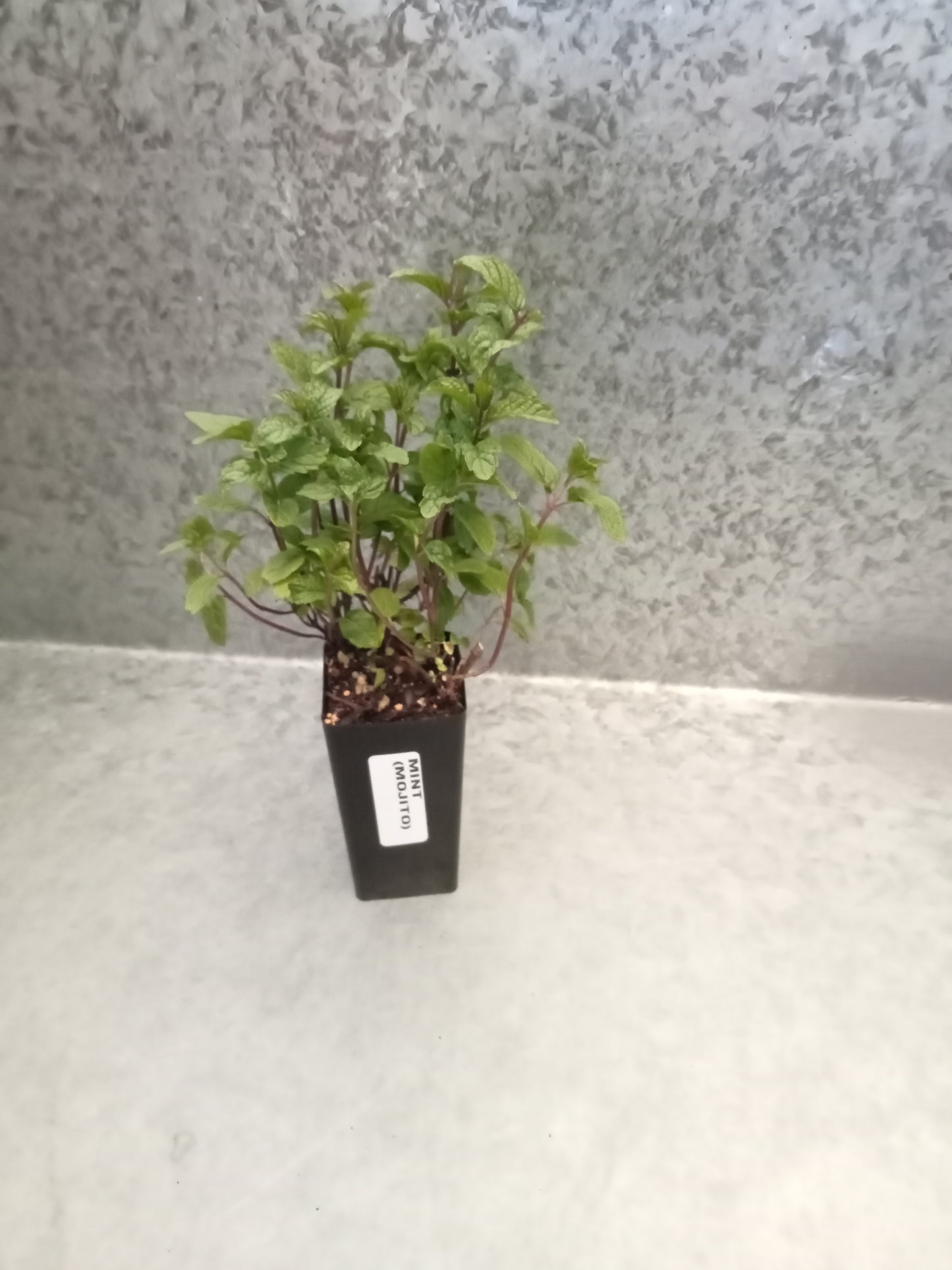Mint (Mojito)