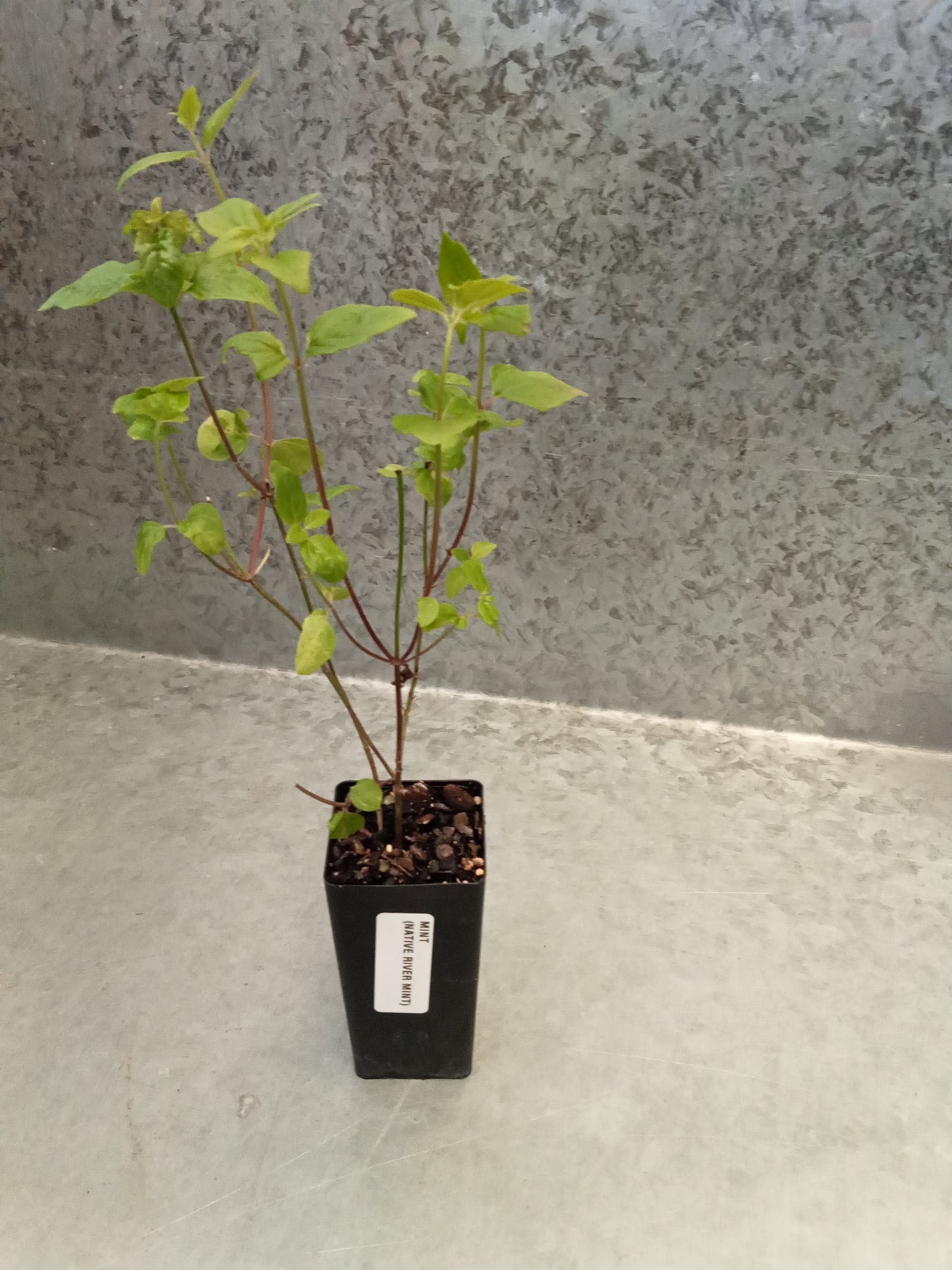 Mint (Native River)