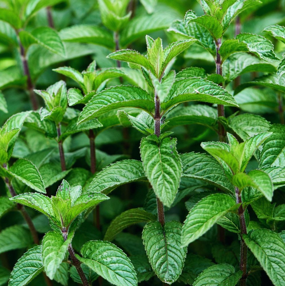 Mint (Mojito)