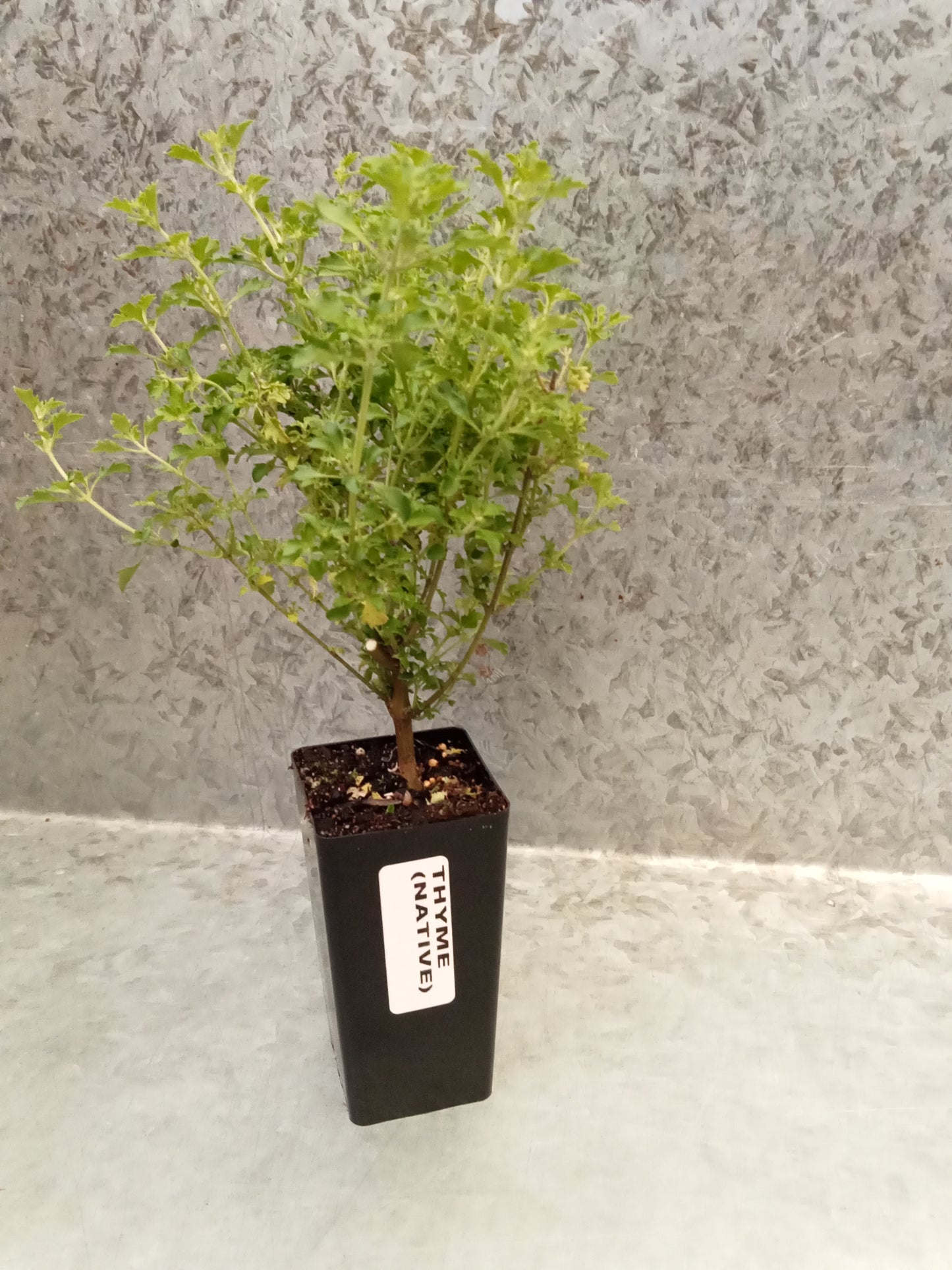 Thyme (Native)