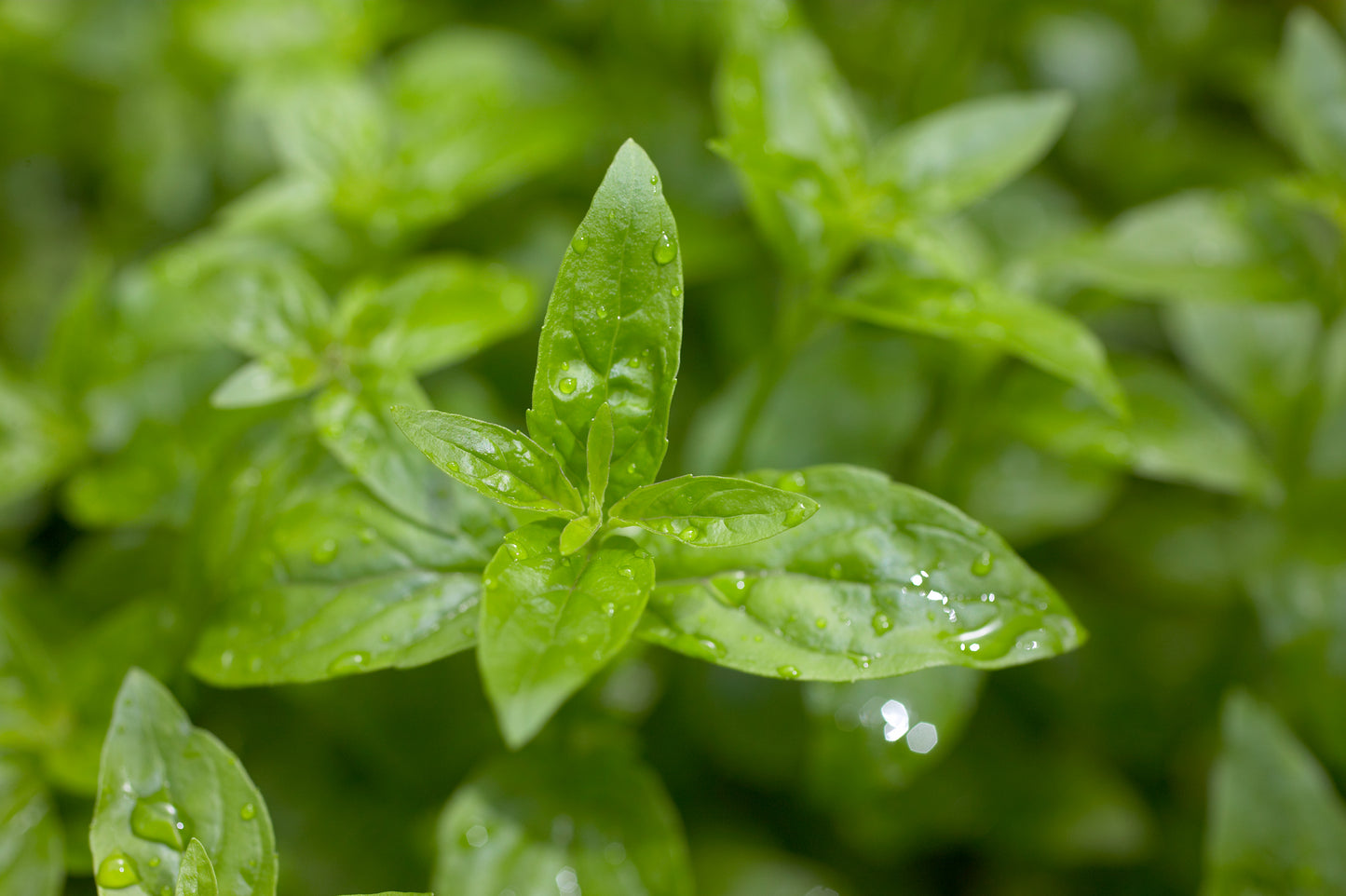 Mint (Native River)