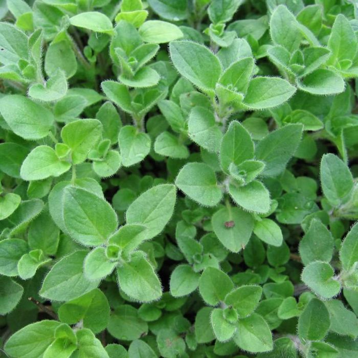 Oregano (Common)