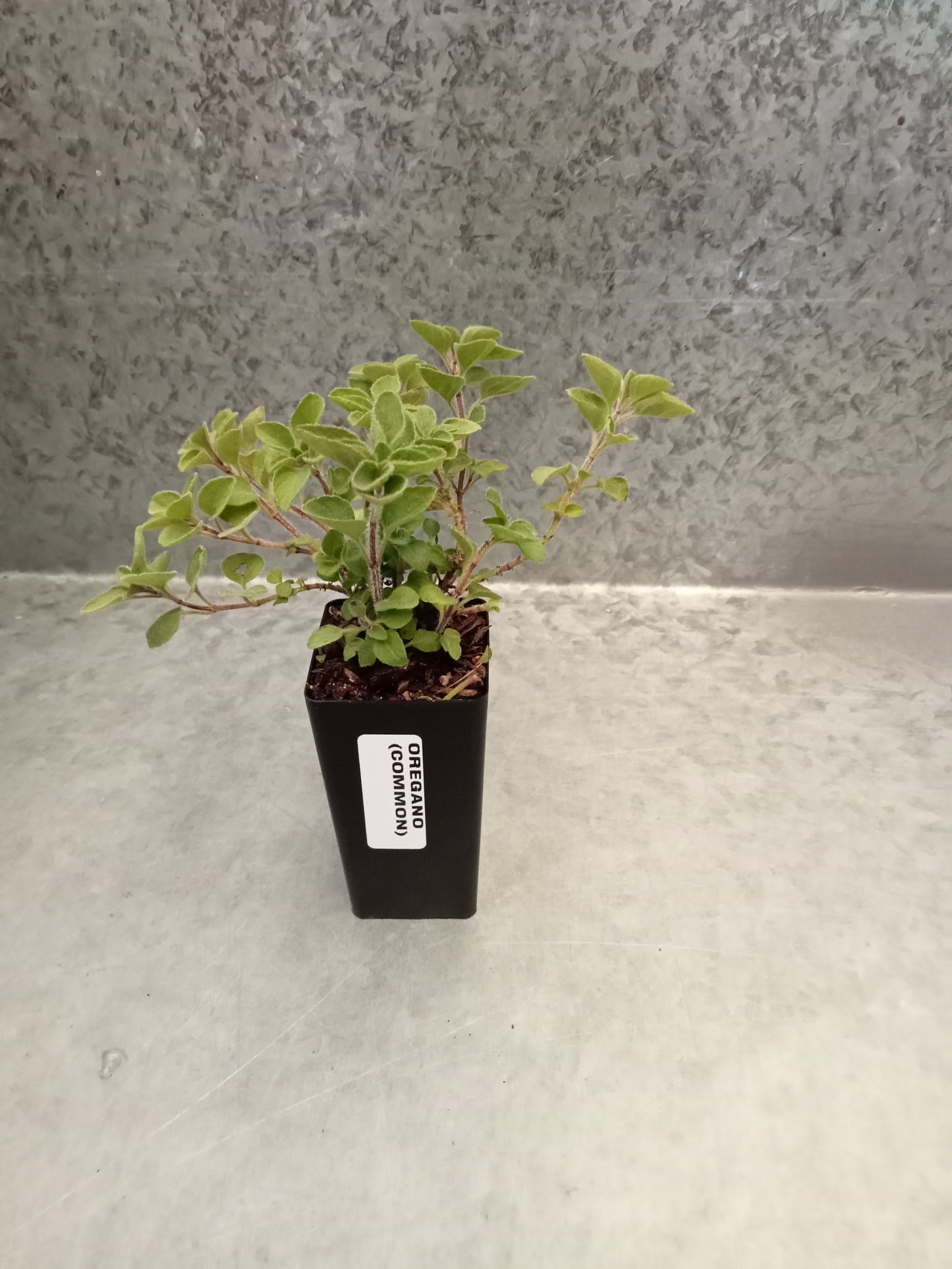 Oregano (Common)