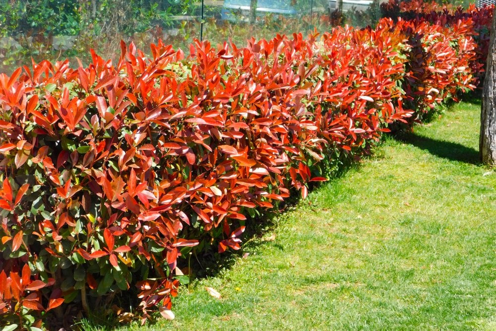 Photinia (Red Robin)