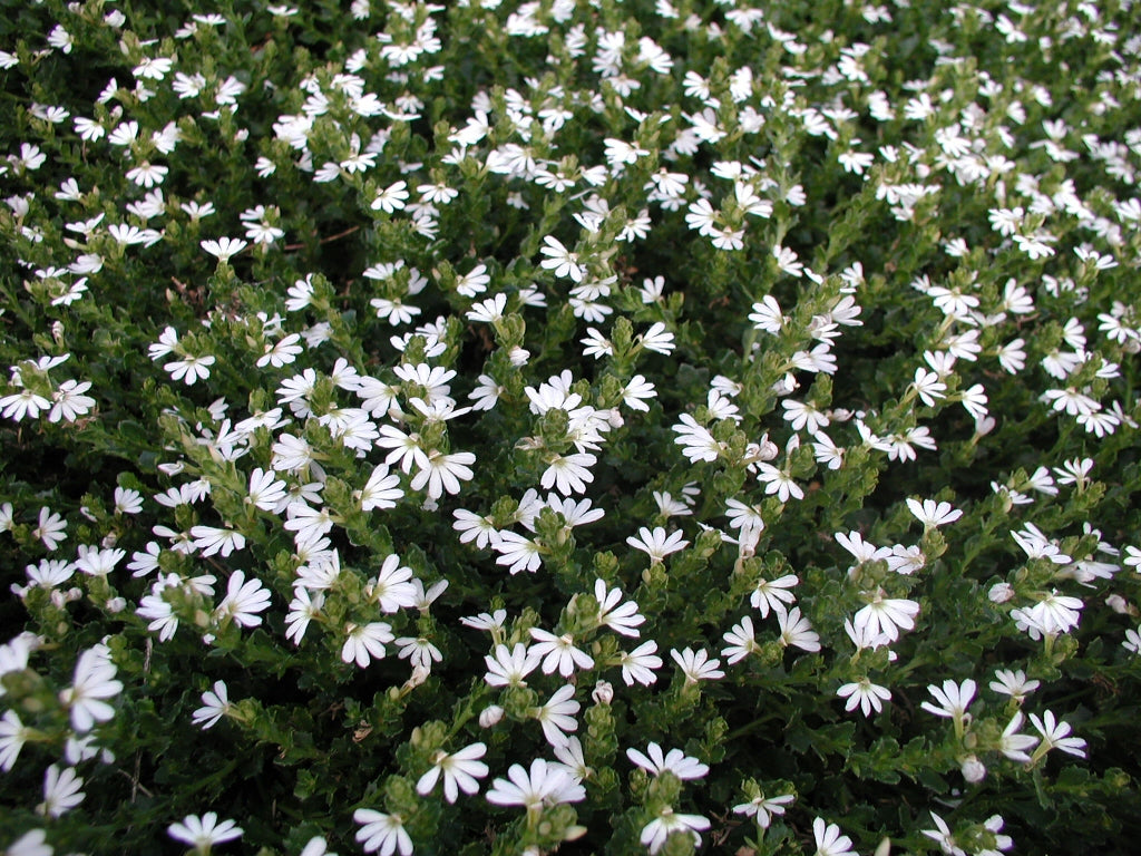 Fan flower (White)
