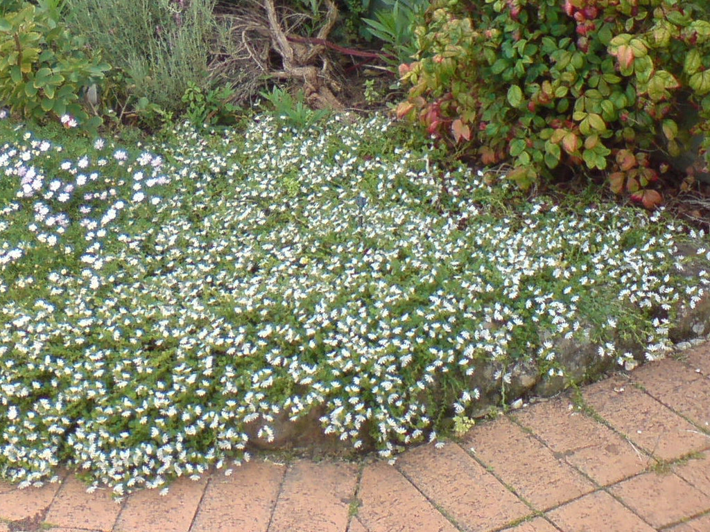 Fan flower (White)
