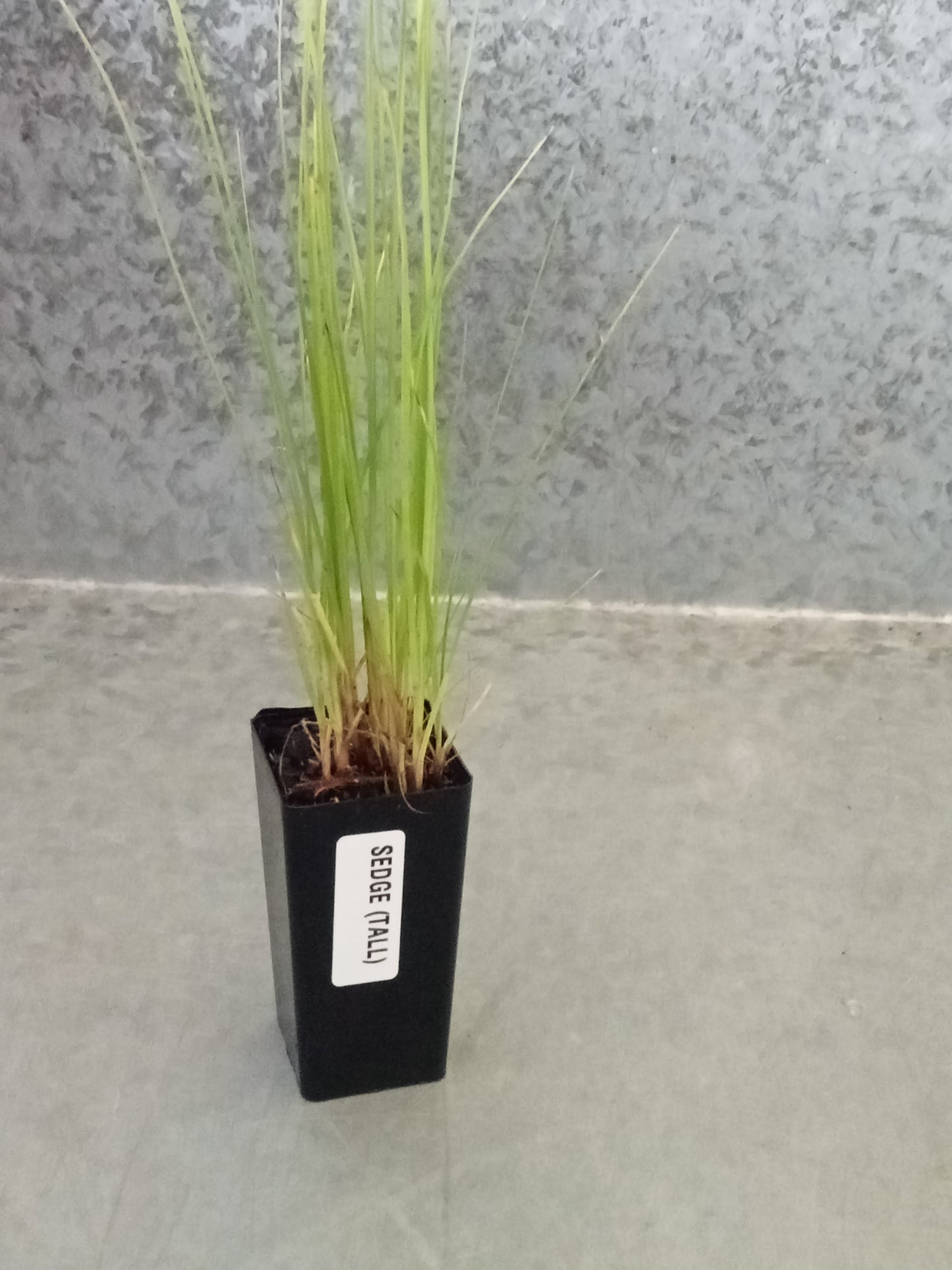 Sedge (Tall)