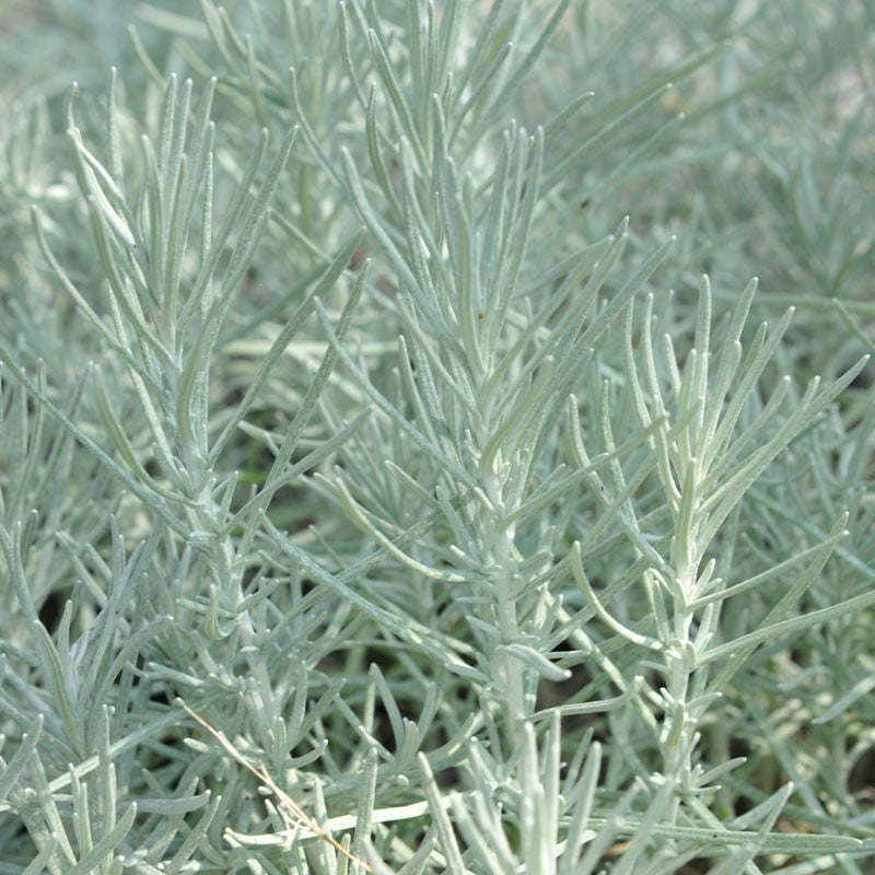Curry Bush