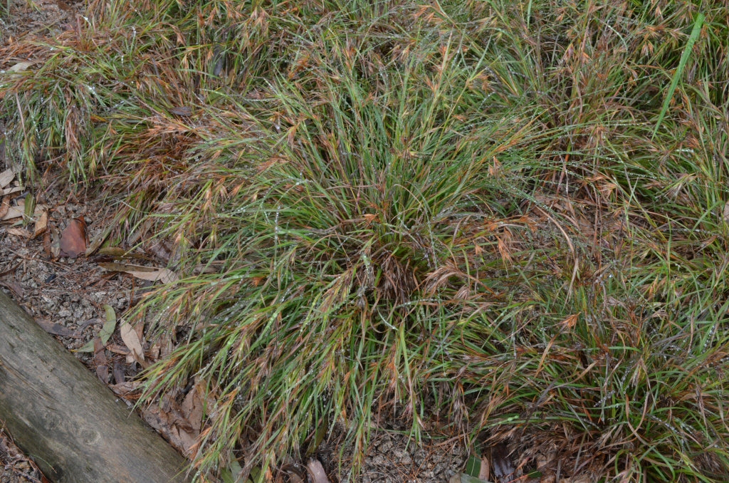 Kangaroo Grass
