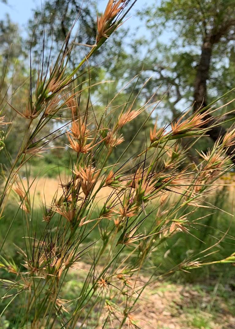 Kangaroo Grass