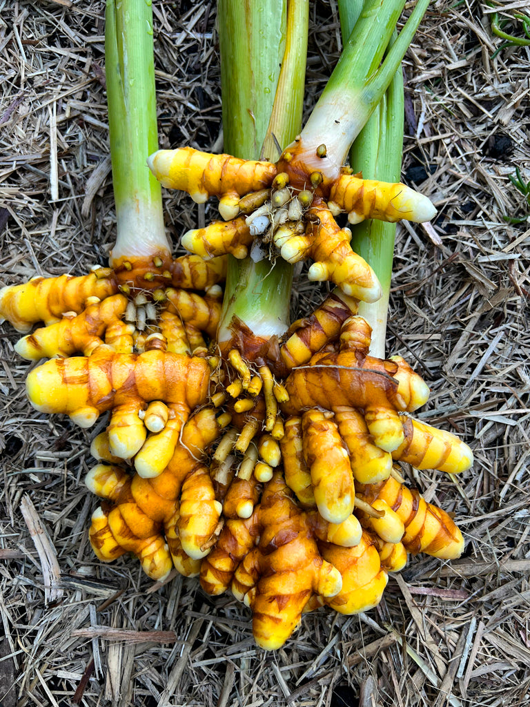 Turmeric (Yellow)