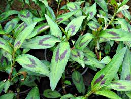 Mint (Vietnamese)