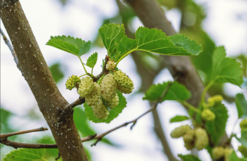 Mulberry White